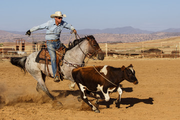 Cowboy on horse roping cattle