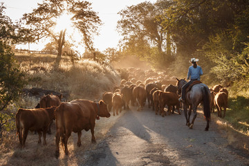 Cowgirl on horse herding cattle