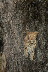 Leopard in a tree in the Okavango delta.