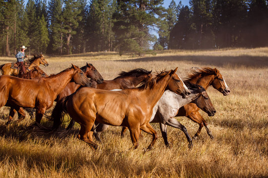 Herd of horses galloping through meadow