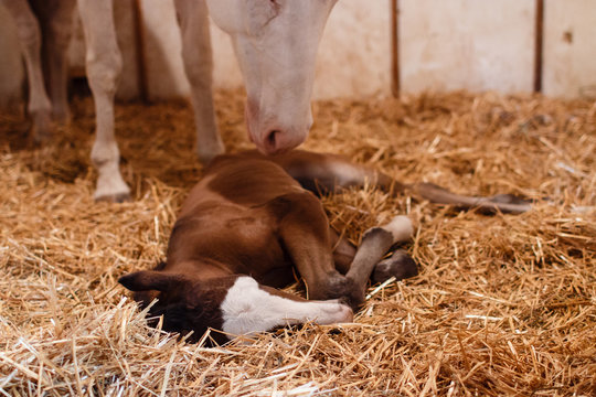 New born foal with mother