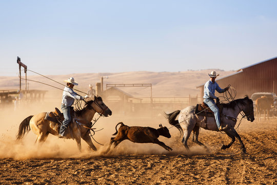 Cowboys roping calf