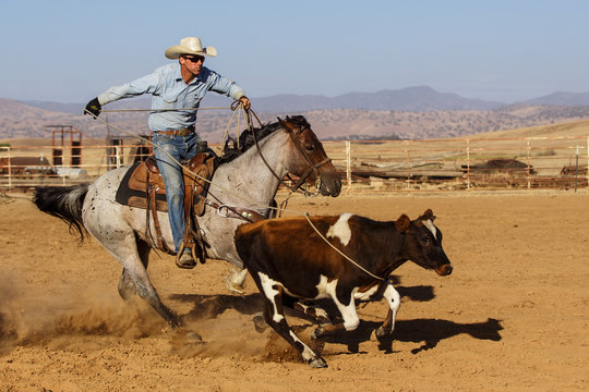 Cowboy on horse roping cattle