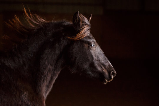 Side view of a Fresian horse