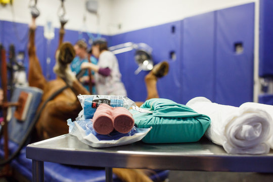 Horse having surgery