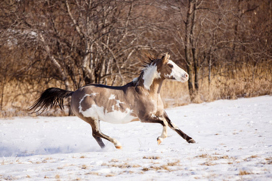 Horse galloping in the snow