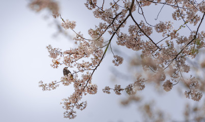 Birds suck from sweet cherry blossom.