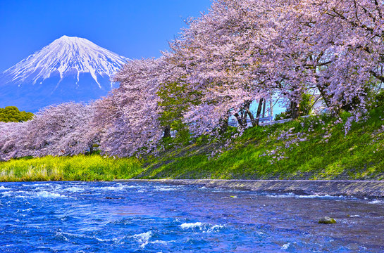 富士市　桜咲く潤井川から見た富士山