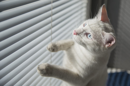 White cat witty look photo