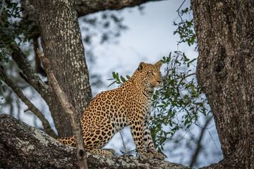 Leopard sitting in a tree.