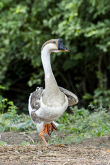 Goose standing one leg