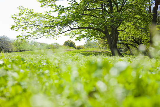「ウッズ」の写真素材 4,169件の無料イラスト画像 Adobe Stock