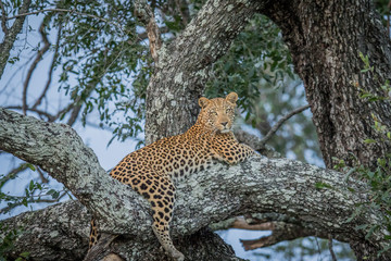 Naklejka premium Leopard laying in a tree.