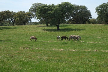Farm field in Alentejo, Portugal