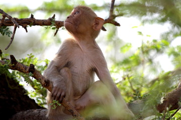 Monkey sitting in green bushes, looking up, India.