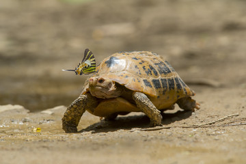 Fototapeta premium Butterfly on the turtle