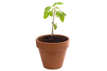 Tomatenpflanze im Topf freigestellt