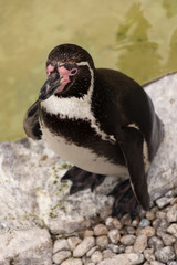 Naklejka premium penguin