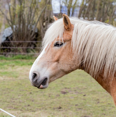 Portrait of a Norwegian horse