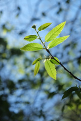 Leaves being back-lit, nature close-ups