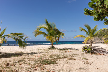 Tropical beach with palm trees in Guadeloupe