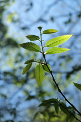 Leaves being back-lit, nature close-ups