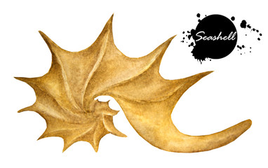 Fototapeta premium Seashell on a white background. Hand painted watercolor. 