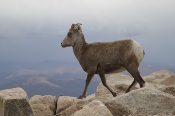 Mount Evans