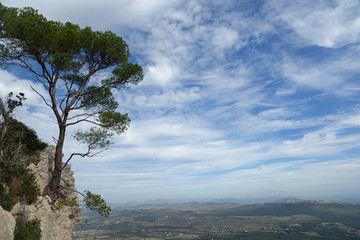 Baum an einem Felsen auf Mallorca