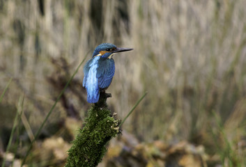 kingfisher