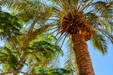 Obraz premium Nature in Israel