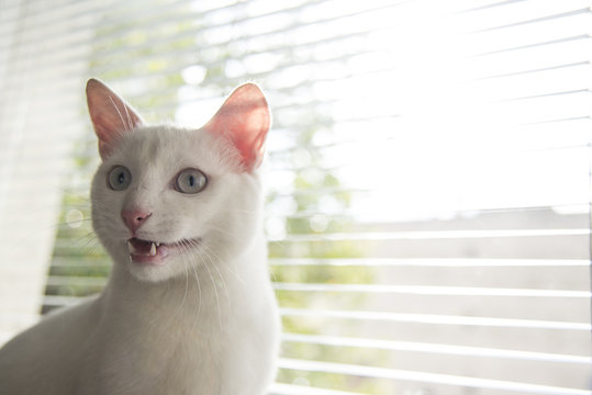 White cat witty look photo