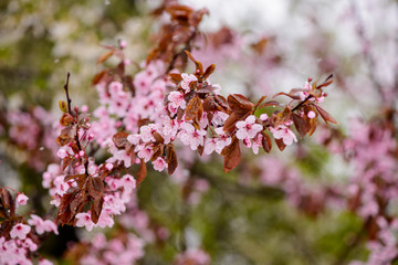 cherry blossom
