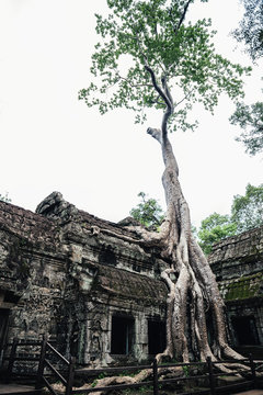 Angkor Wat Temple with roots of tree.