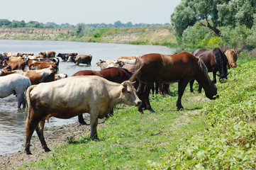 Cows and horses on a pasture against the background of the river. Domestic cattle