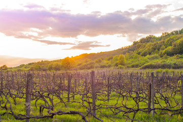 Countryside spring landscape overlooking the vineyards and mountains