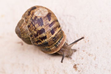 Garden snail