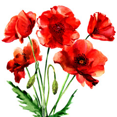 Obraz premium Romantic summer red poppy flower isolated, watercolor illustration on white