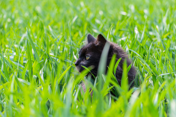 Grüne Wiese mit sitzender Katze im Gras 
