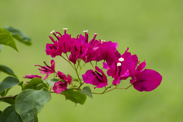 Red bougainvillea