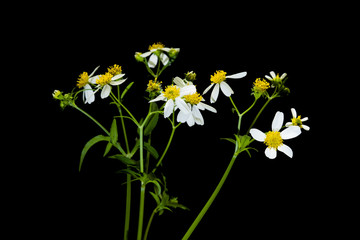 Close up of flowers grass on black background.