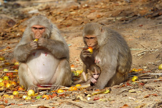 monkey family with baby sitting and eating fruits, India