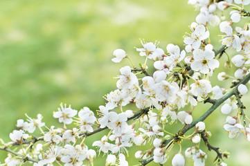tree branch white blossom in spring