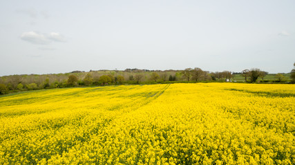 Fototapeta premium Rapeseed field yellow flowers to produce oil at springtime