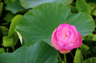 Pink lotus Top view