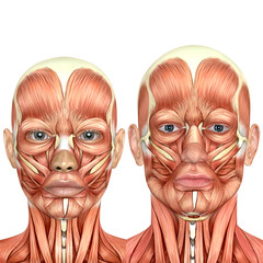 3d male and female face anatomy together