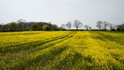Rapeseed  field yellow flowers to produce oil at springtime