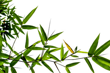 Green bamboo leaves on white background.