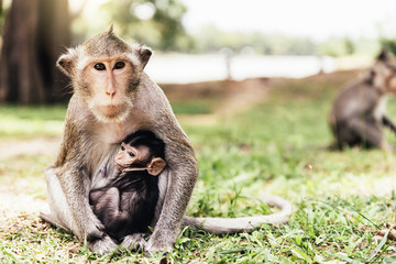 Monkeys in the jungle looking camera.