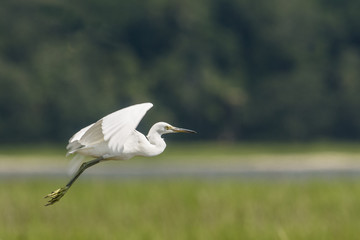 White egret flying low over a grassy marsh